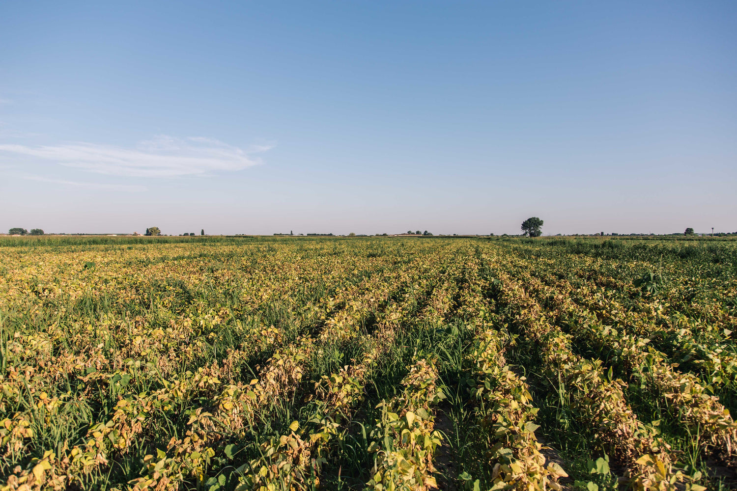 Farmer Checking Crops in a Field – Precision Agriculture with Camerafy’s Premium Camera Lenses, Multiplexor Boards, and Robotics Hardware – Improve Crop Monitoring and Boost Farm Productivity